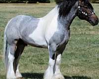 bay-roan-tobiano-pony