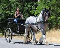all-around-gypsy-vanner-pony