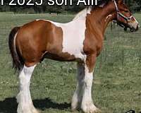 athletic-gypsy-vanner-pony