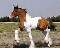 bay-tobiano-gypsy-vanner-pony