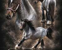 breeding-gypsy-vanner-pony