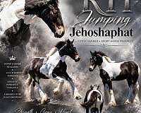 color-producer-gypsy-vanner-pony