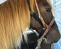 chocolate-roan-horse