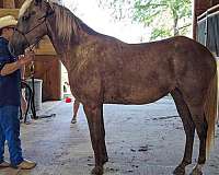 chocolate-rocky-mountain-stallion