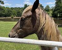 chocolate-roan