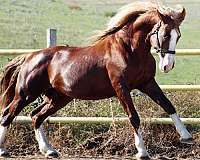 chestnut-wide-blaze-stockings-horse