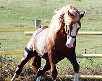 flaxen-mane-irish-draught-horse