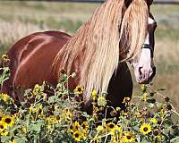 chestnut-flaxen-mane-horse