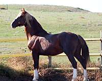 field-hunter-stallion
