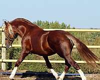 field-trial-stallion
