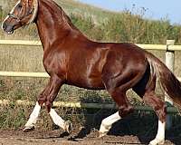 field-hunter-horse