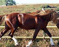 field-trial-horse