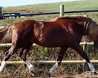 flaxen-mane-horse