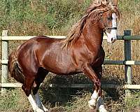 flaxen-mane