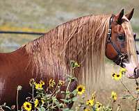 chestnut-idhsna-horse