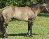 dun-stallion