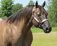 two-year-old-stallion