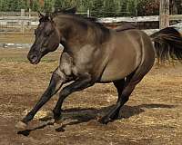 15-hand-grulla-horse