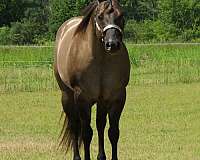 none-horse