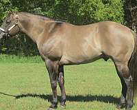 grulla