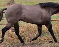 grulla-stallion