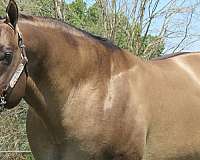 grulla-none-horse