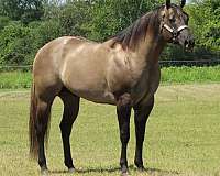 all-around-quarter-horse