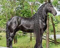 friesian-stallion
