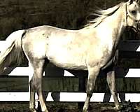 grey-blaze-horse
