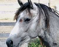 all-around-shagya-horse