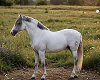 pink-nose-horse