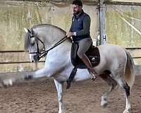 grey-pink-nose-horse