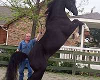 black-arabians-for-sale-horse