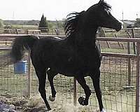 black-horses-for-sale-arabian