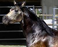 buckskin-quarter-horse