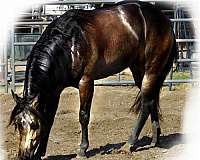 cowhorse-quarter-horse