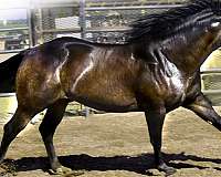 barrels-quarter-horse