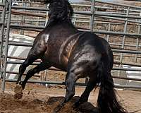 calf-roping-horse