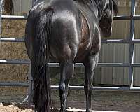 futurity-eligible-horse