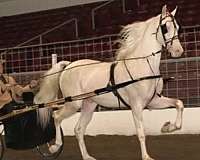 cremello-saddlebred-horse