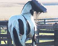 gypsy stallion hairy tobiano homozygous vanner hand horse