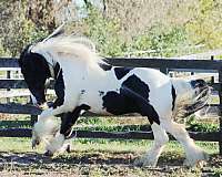 stallion gypsy vanner tobiano hairy horse
