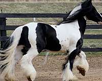 bandit-gypsy-vanner-horse