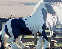 tobiano-white-blaze-four-stockings-horse