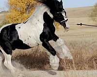 tobiano-white-blaze-four-stockings-horse