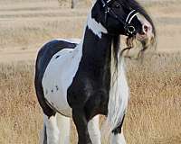 all-breeds-gypsy-vanner-horse