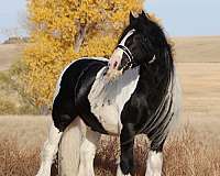 bandit-gypsy-vanner-horse