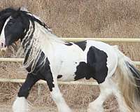 tobiano-white-blaze-four-stockings-horse