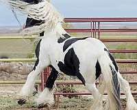super-gentle-gypsy-vanner-horse