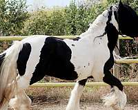 all-breeds-gypsy-vanner-horse